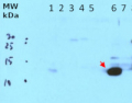 PsaE | PSI-E subunit of photosystem I (cyanobacterial)